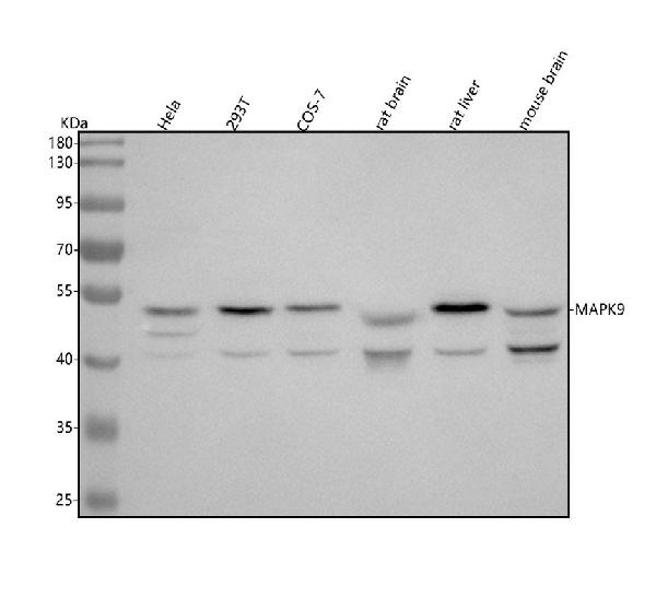 1 - Anti-JNK2 MAPK9 Rabbit Monoclonal Antibody ABO13401