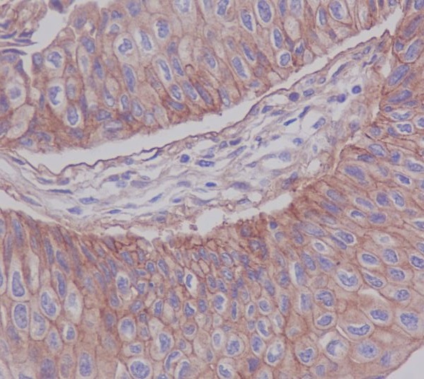 2 - Anti-JAM1 Rabbit Monoclonal Antibody ABO13404