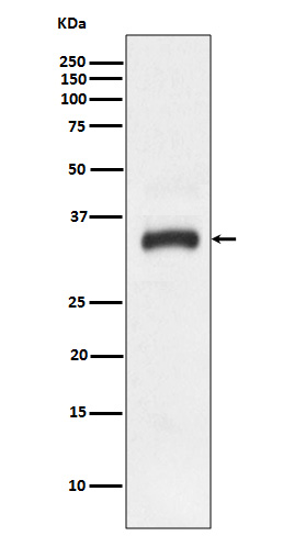 1 - Anti-JAM1 Rabbit Monoclonal Antibody ABO13404