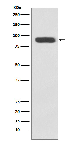 1 - Anti-Ku80 XRCC5 Rabbit Monoclonal Antibody ABO13405