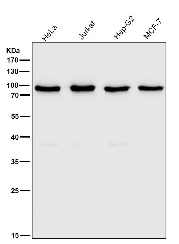 1 - Anti-Ku80 XRCC5 Rabbit Monoclonal Antibody ABO13405