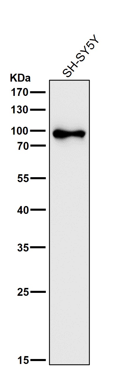 1 - Anti-Ku80 XRCC5 Rabbit Monoclonal Antibody ABO13405