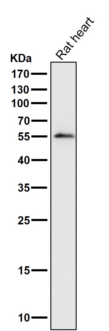 1 - Anti-IRF7 Rabbit Monoclonal Antibody ABO13406