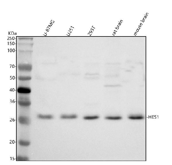 1 - Anti-Hes1 Rabbit Monoclonal Antibody ABO13407