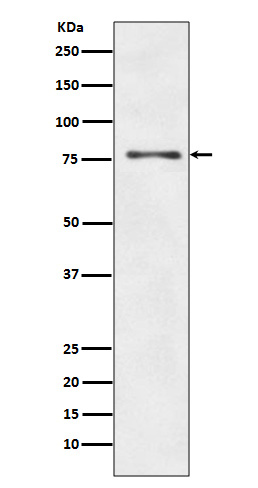 1 - Anti-ATG7/Apg7 Rabbit Monoclonal Antibody ABO13409