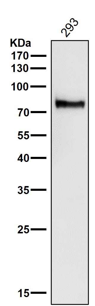 1 - Anti-ATG7/Apg7 Rabbit Monoclonal Antibody ABO13409