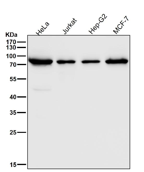 1 - Anti-ATG7/Apg7 Rabbit Monoclonal Antibody ABO13409