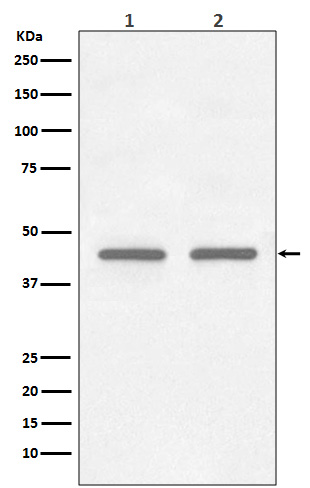 1 - Anti-FNTB Rabbit Monoclonal Antibody ABO13410