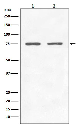 1 - Anti-GARS Rabbit Monoclonal Antibody ABO13411