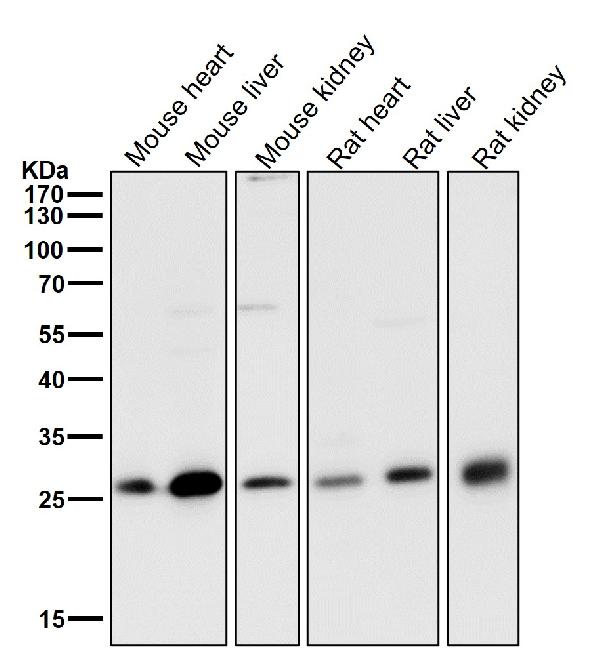 1 - Anti-NQO2 Rabbit Monoclonal Antibody ABO13416