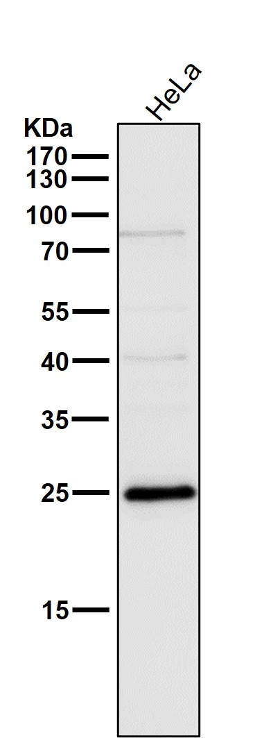 1 - Anti-NQO2 Rabbit Monoclonal Antibody ABO13416