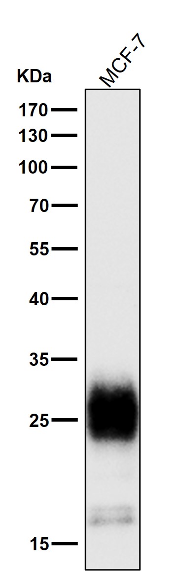 1 - Anti-MUC1 Rabbit Monoclonal Antibody ABO13419