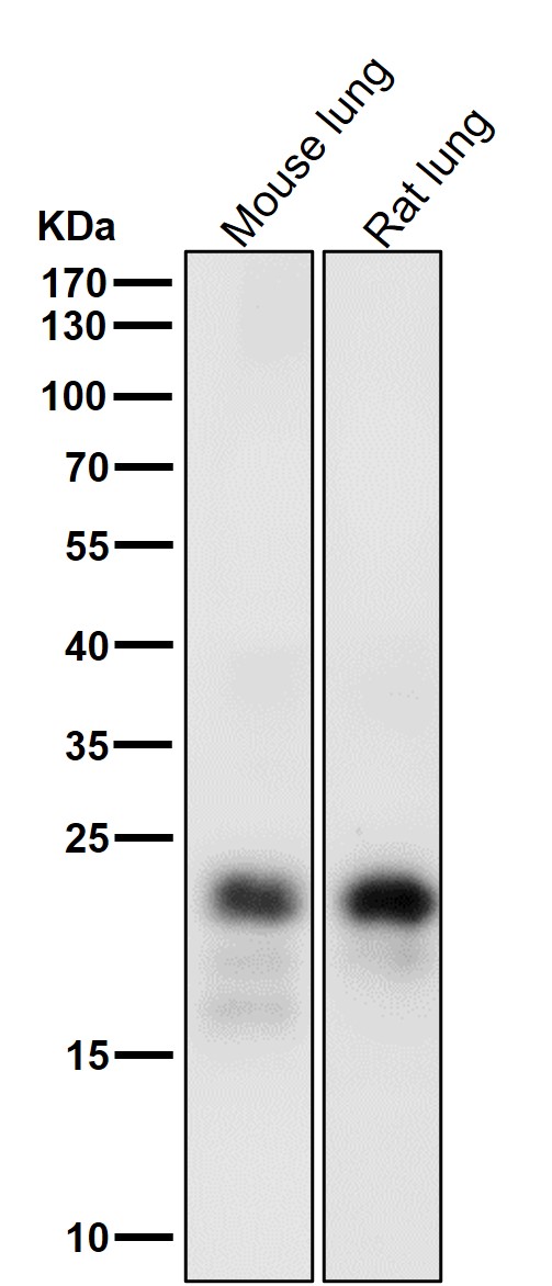 1 - Anti-MUC1 Rabbit Monoclonal Antibody ABO13419