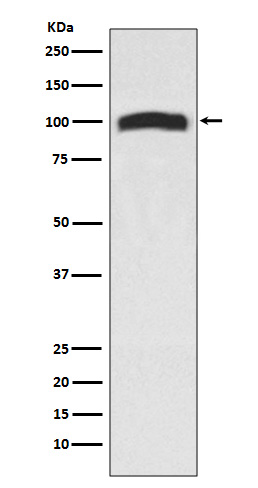 1 - Anti-VAV2 Rabbit Monoclonal Antibody ABO13421