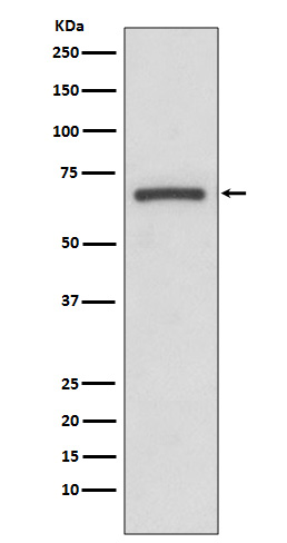 1 - Anti-COX1 PTGS1 Rabbit Monoclonal Antibody ABO13422