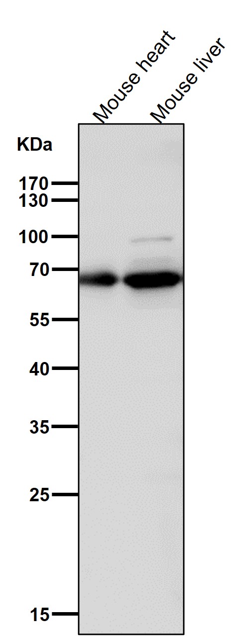 1 - Anti-COX1 PTGS1 Rabbit Monoclonal Antibody ABO13422