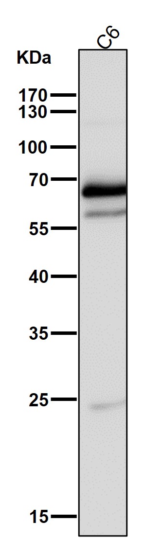 1 - Anti-COX1 PTGS1 Rabbit Monoclonal Antibody ABO13422