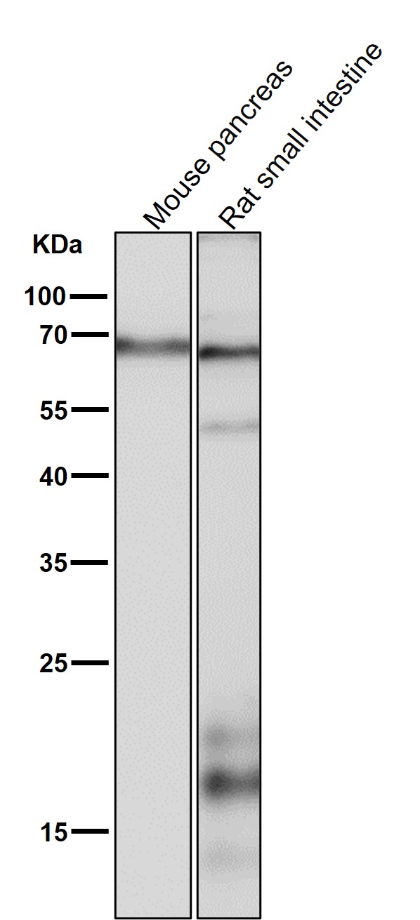 1 - Anti-COX1 PTGS1 Rabbit Monoclonal Antibody ABO13422