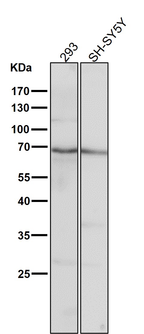 1 - Anti-COX1 PTGS1 Rabbit Monoclonal Antibody ABO13422