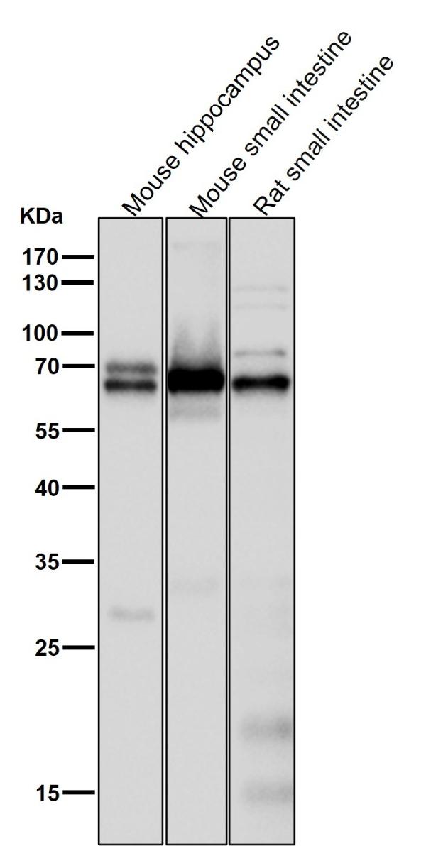 1 - Anti-COX1 PTGS1 Rabbit Monoclonal Antibody ABO13422