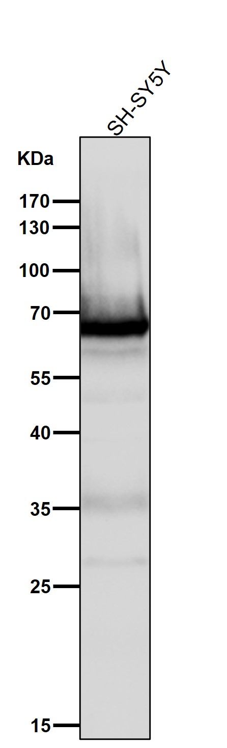 1 - Anti-COX1 PTGS1 Rabbit Monoclonal Antibody ABO13422
