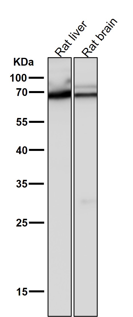 1 - Anti-COX1 PTGS1 Rabbit Monoclonal Antibody ABO13422