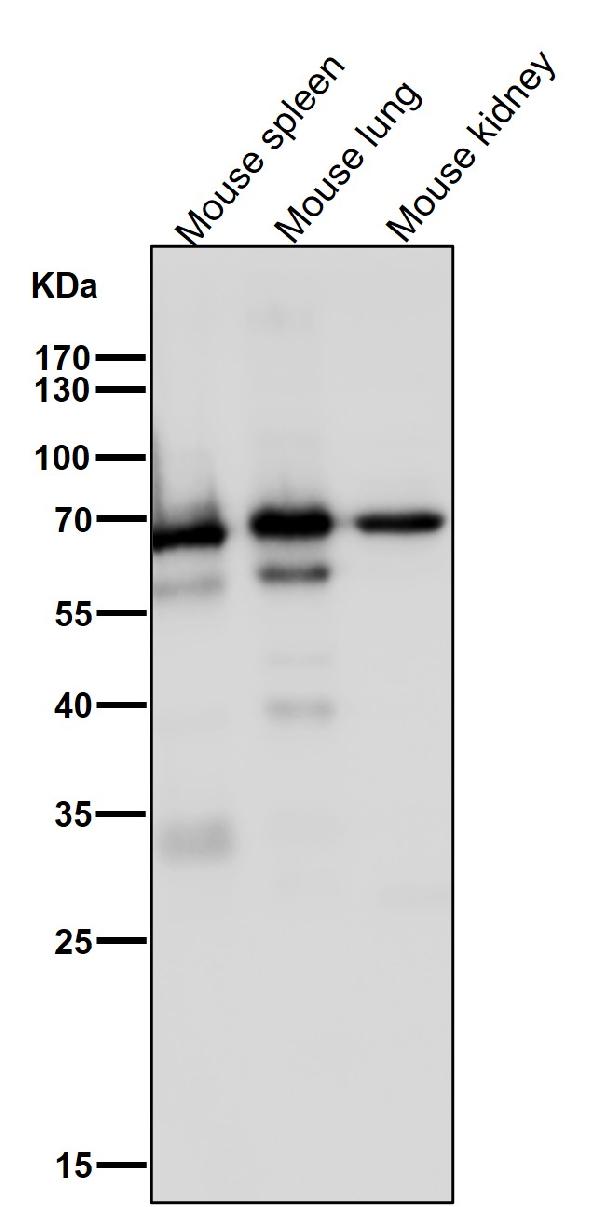 1 - Anti-COX1 PTGS1 Rabbit Monoclonal Antibody ABO13422