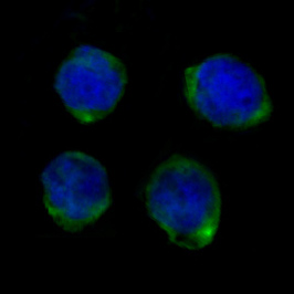 3 - Anti-CD14 Rabbit Monoclonal Antibody ABO13424