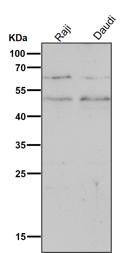 1 - Anti-CD14 Rabbit Monoclonal Antibody ABO13424