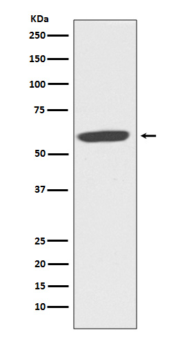 1 - Anti-CYBB/Nox2 Rabbit Monoclonal Antibody ABO13427