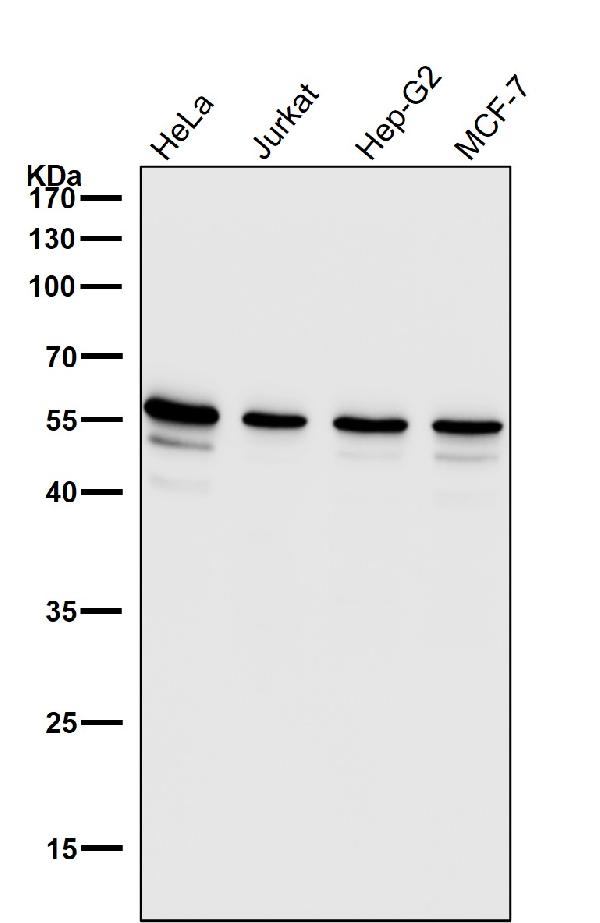 1 - Anti-CYBB/Nox2 Rabbit Monoclonal Antibody ABO13427