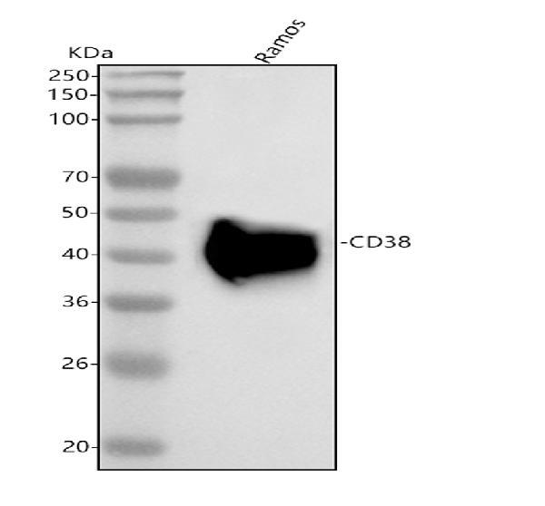 1 - Anti-CD38 Rabbit Monoclonal Antibody ABO13429