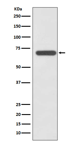 1 - Anti-SHP2 PTPN11 Rabbit Monoclonal Antibody ABO13430