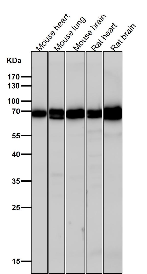 1 - Anti-SHP2 PTPN11 Rabbit Monoclonal Antibody ABO13430