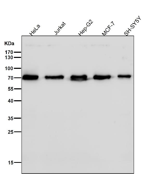 1 - Anti-SHP2 PTPN11 Rabbit Monoclonal Antibody ABO13430