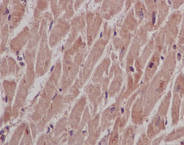 2 - Anti-SHP2 PTPN11 Rabbit Monoclonal Antibody ABO13432