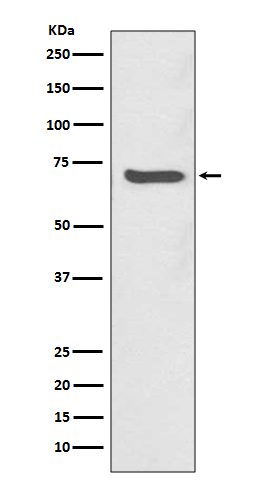 1 - Anti-SHP2 PTPN11 Rabbit Monoclonal Antibody ABO13432