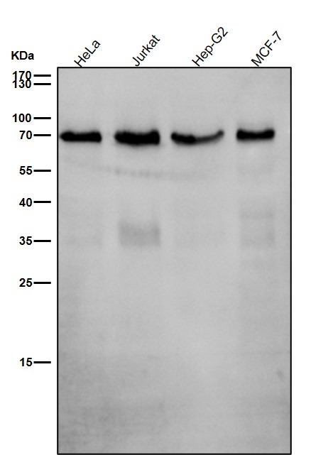 1 - Anti-SHP2 PTPN11 Rabbit Monoclonal Antibody ABO13432