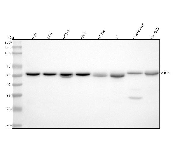1 - Anti-ATG5/Apg5 Rabbit Monoclonal Antibody ABO13434