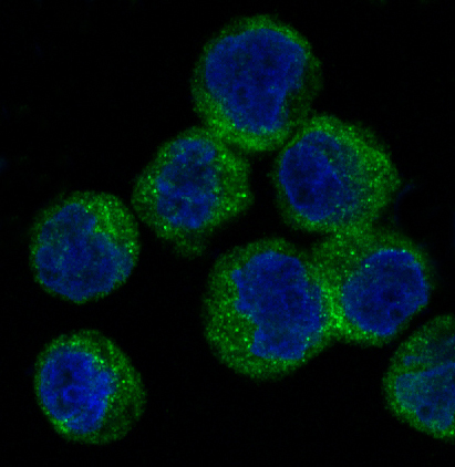 3 - Anti-ATG5/Apg5 Rabbit Monoclonal Antibody ABO13434