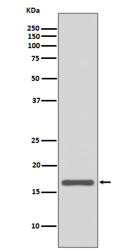 1 - Anti-AGR2/Ag 2 Rabbit Monoclonal Antibody ABO13437