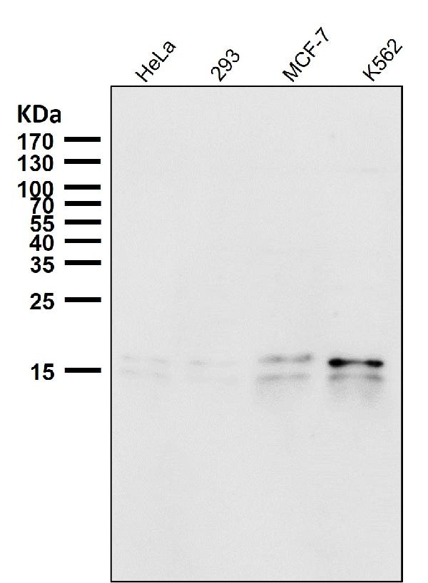 1 - Anti-AGR2/Ag 2 Rabbit Monoclonal Antibody ABO13437