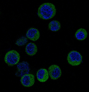 3 - Anti-IRF3 Rabbit Monoclonal Antibody ABO13438