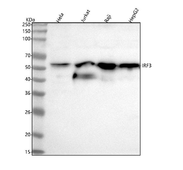1 - Anti-IRF3 Rabbit Monoclonal Antibody ABO13438