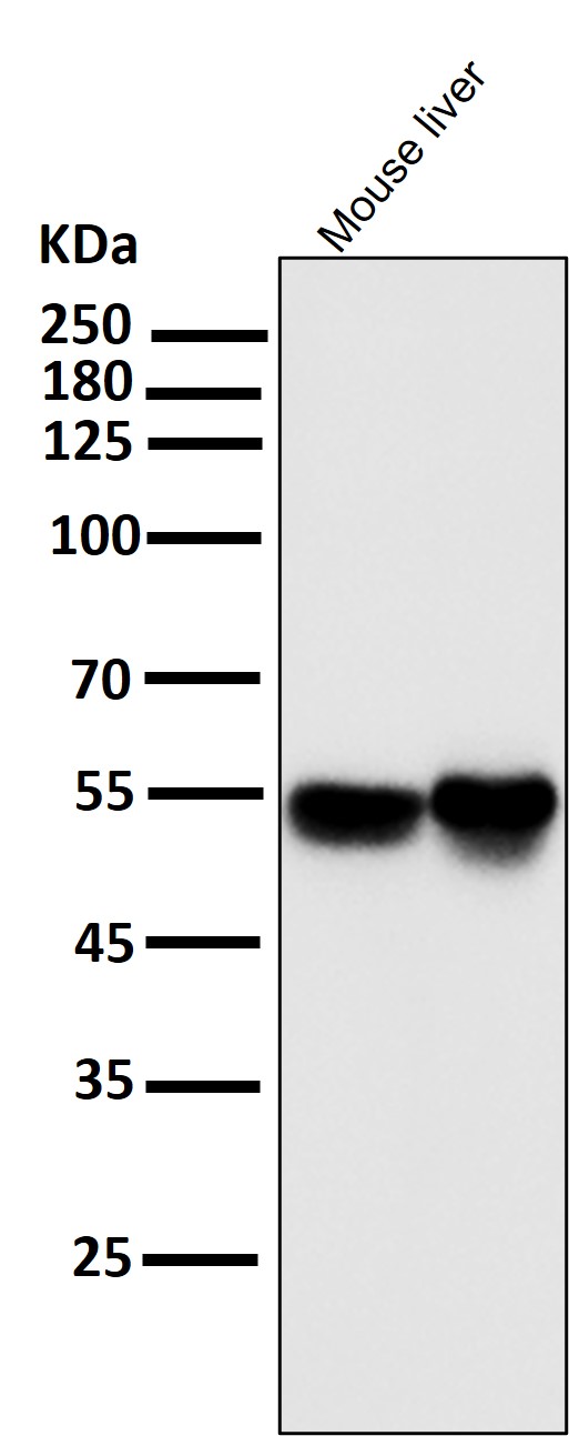 1 - Anti-IRF3 Rabbit Monoclonal Antibody ABO13438