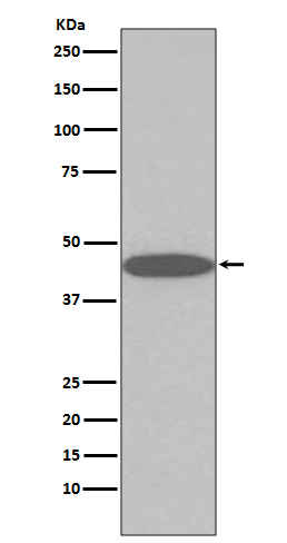 1 - Anti-Oct4 POU5F1 Rabbit Monoclonal Antibody ABO13439