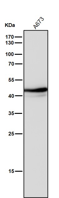 1 - Anti-Oct4 POU5F1 Rabbit Monoclonal Antibody ABO13439