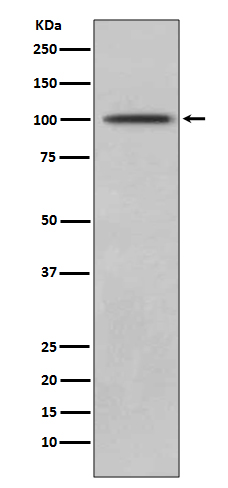 1 - Anti-CD10 MME Rabbit Monoclonal Antibody ABO13441