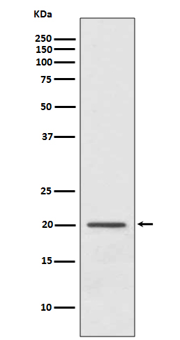 1 - Anti-ARF1 Rabbit Monoclonal Antibody ABO13442