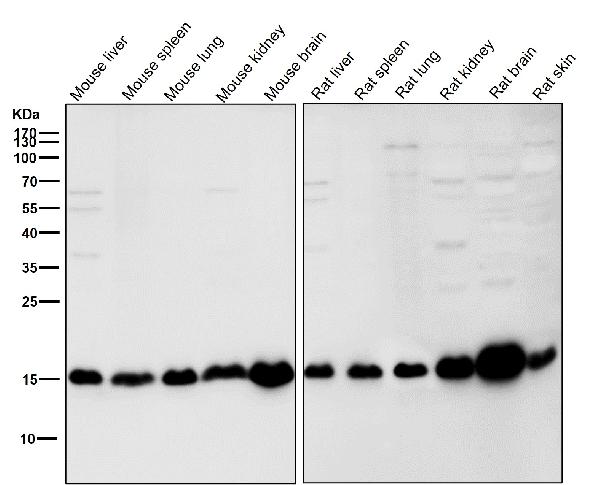 1 - Anti-ARF1 Rabbit Monoclonal Antibody ABO13442